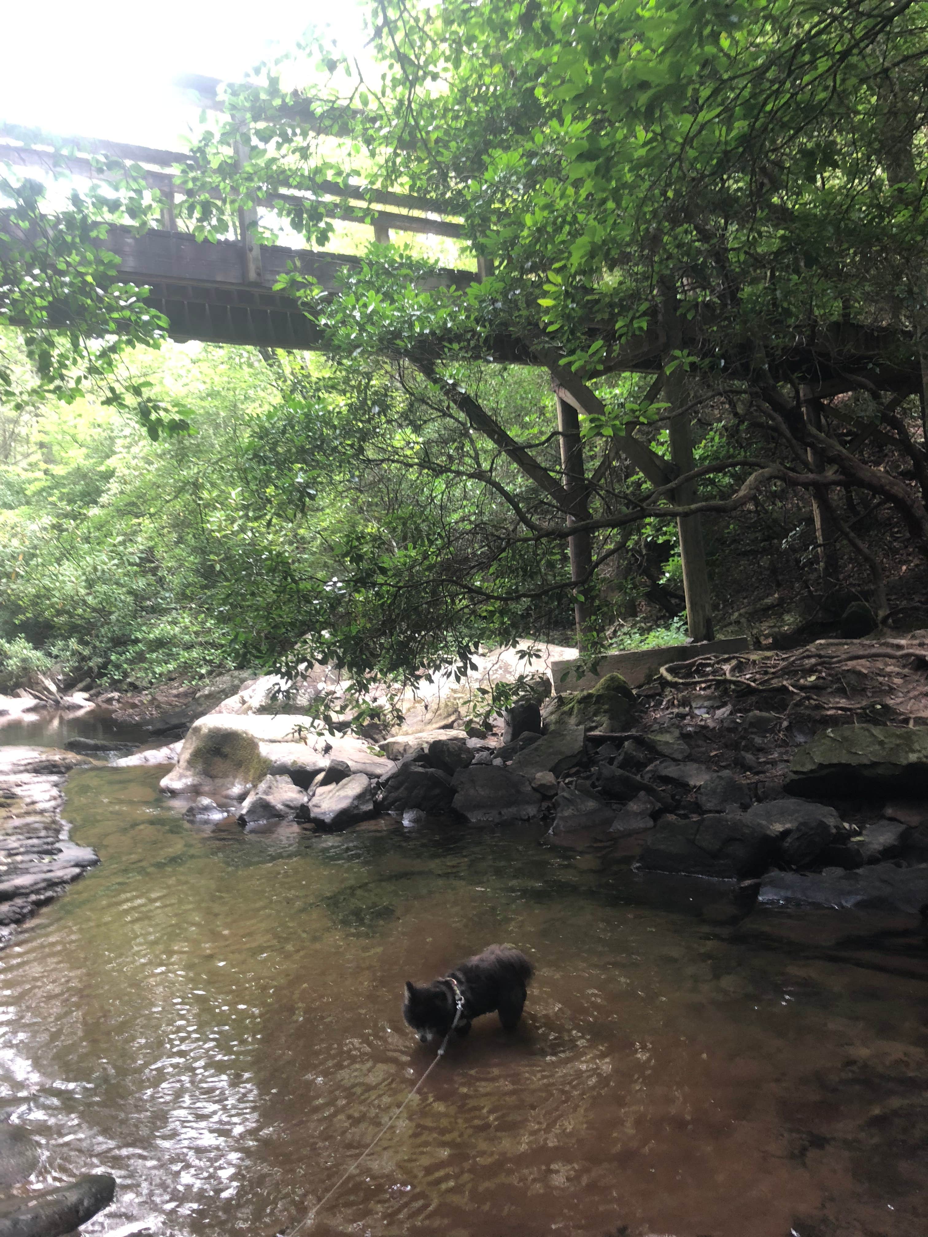Shelly S.'s photo of camping with pets at Cloudland Canyon State Park Campground near Dutton, AL