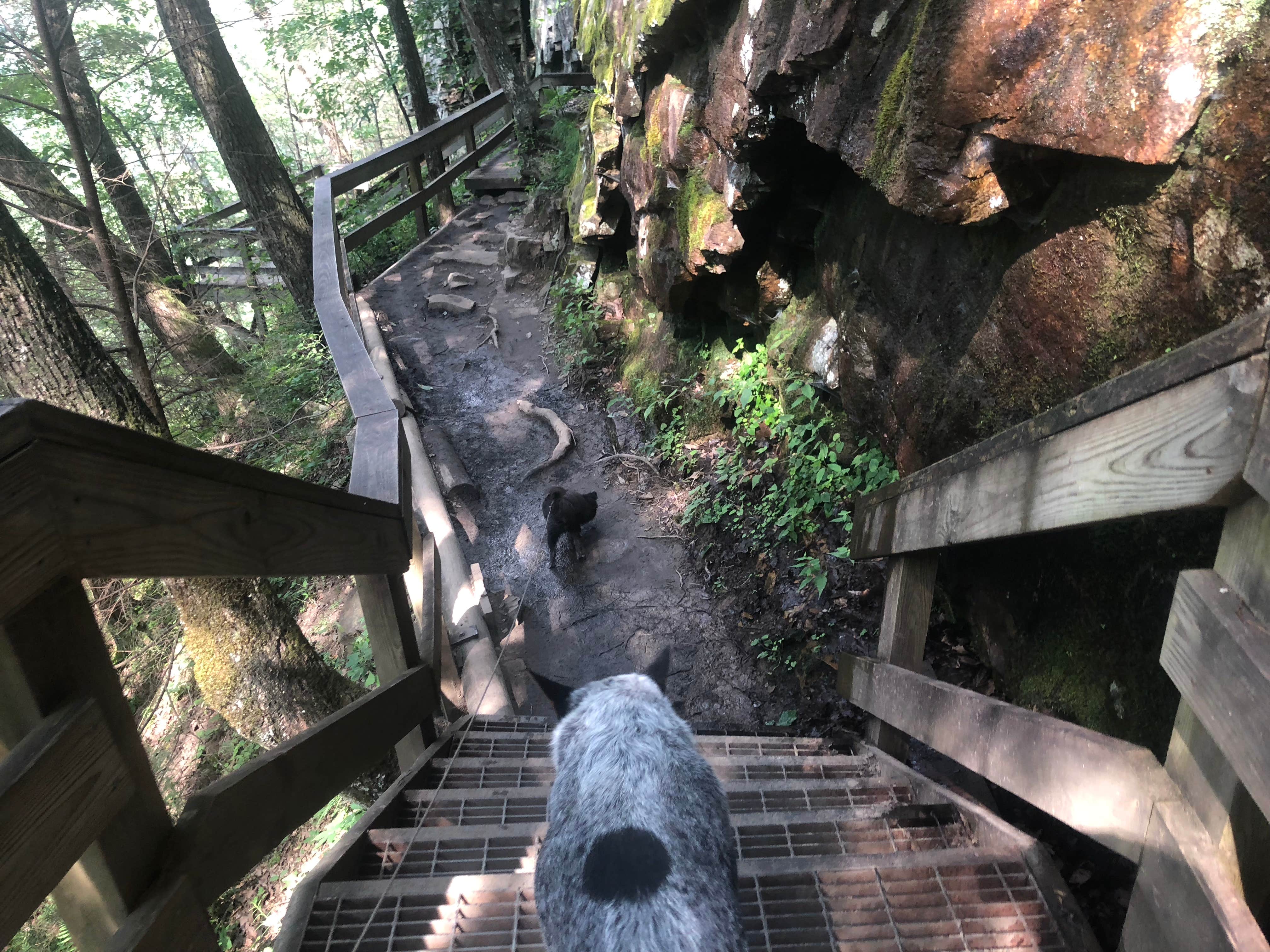 Camper submitted image from West Rim - Cloudland Canyon State Park - 3