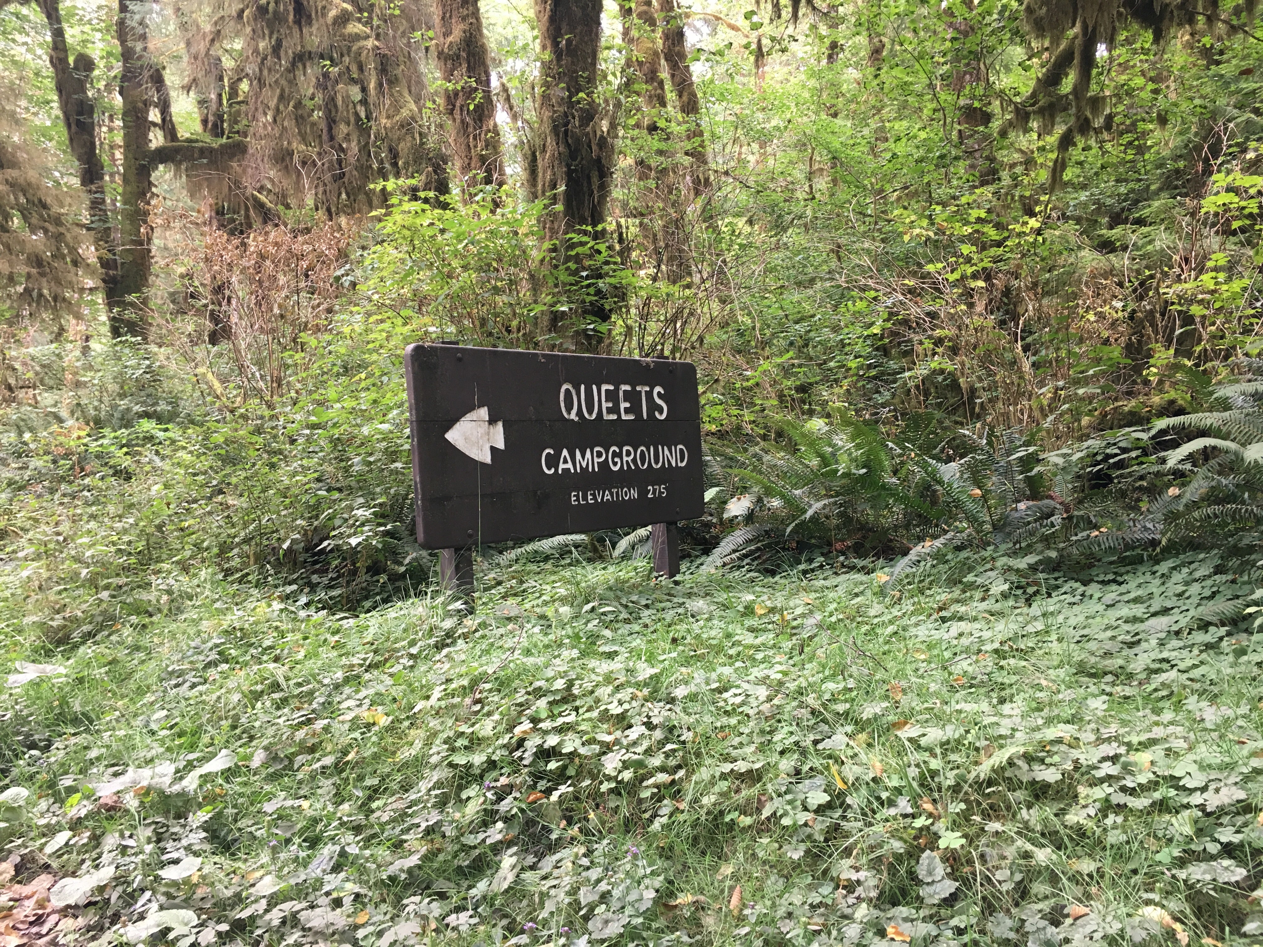 Camper submitted image from Queets Campground — Olympic National Park - 2