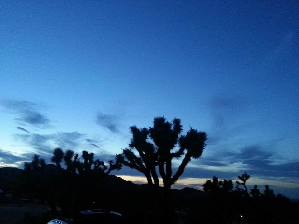 Camper submitted image from Joshua Tree South - BLM Dispersed - 2