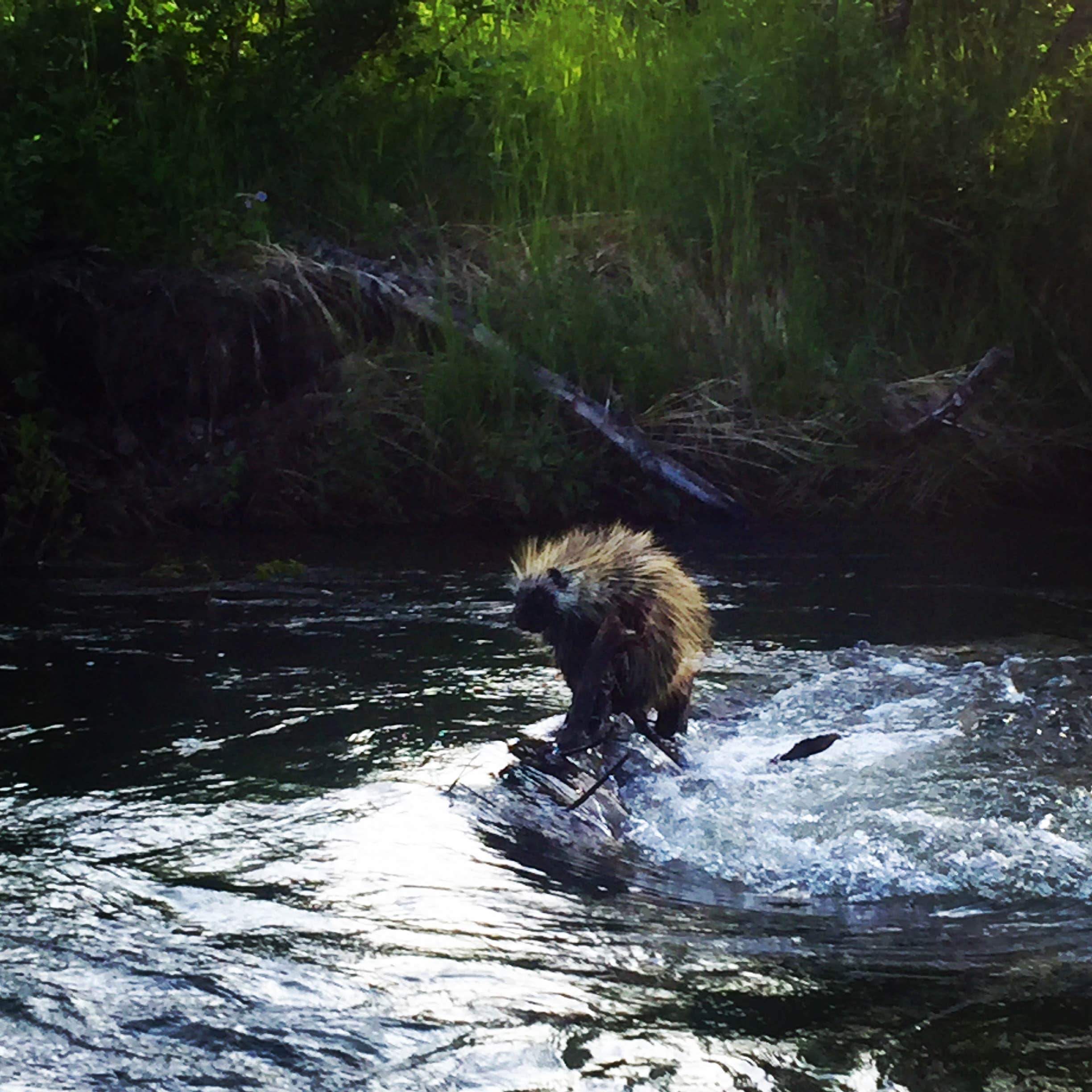 Camper submitted image from Willow Creek State Rec Area - 4