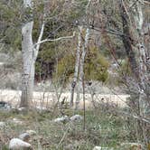 Review photo of Baker Creek Campground — Great Basin National Park by Michael J., July 31, 2018