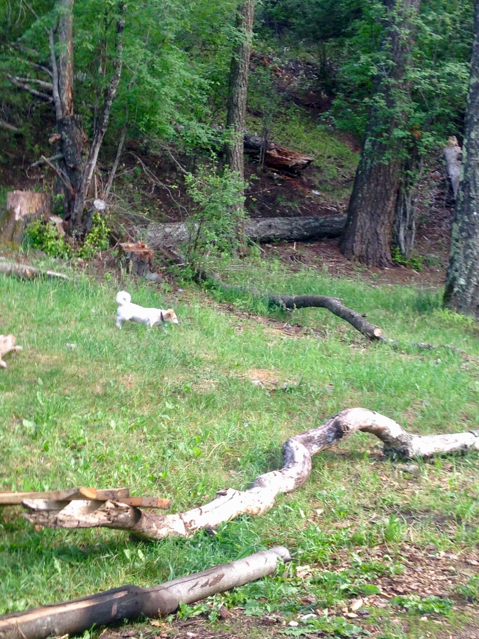 Patrick H.'s photo of camping with pets at Deerhead Campground — Lincoln National Forest near Alamogordo, NM