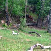 Review photo of Deerhead Campground — Lincoln National Forest by Patrick H., August 1, 2018