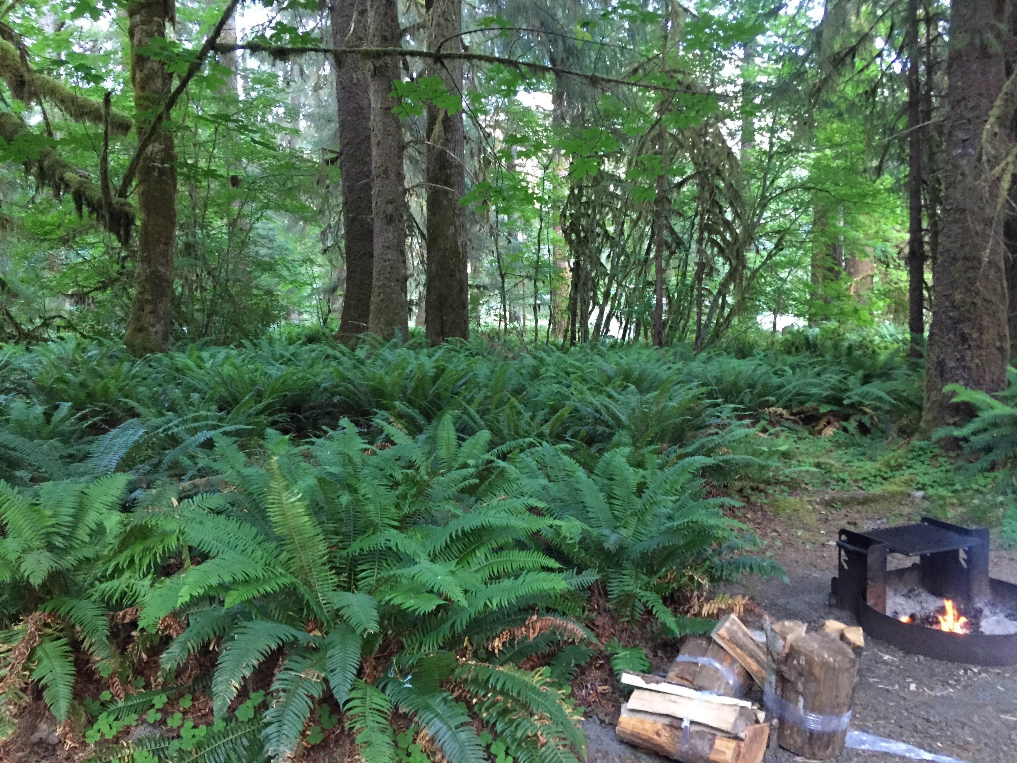 Camper submitted image from Hoh Campground — Olympic National Park - 3
