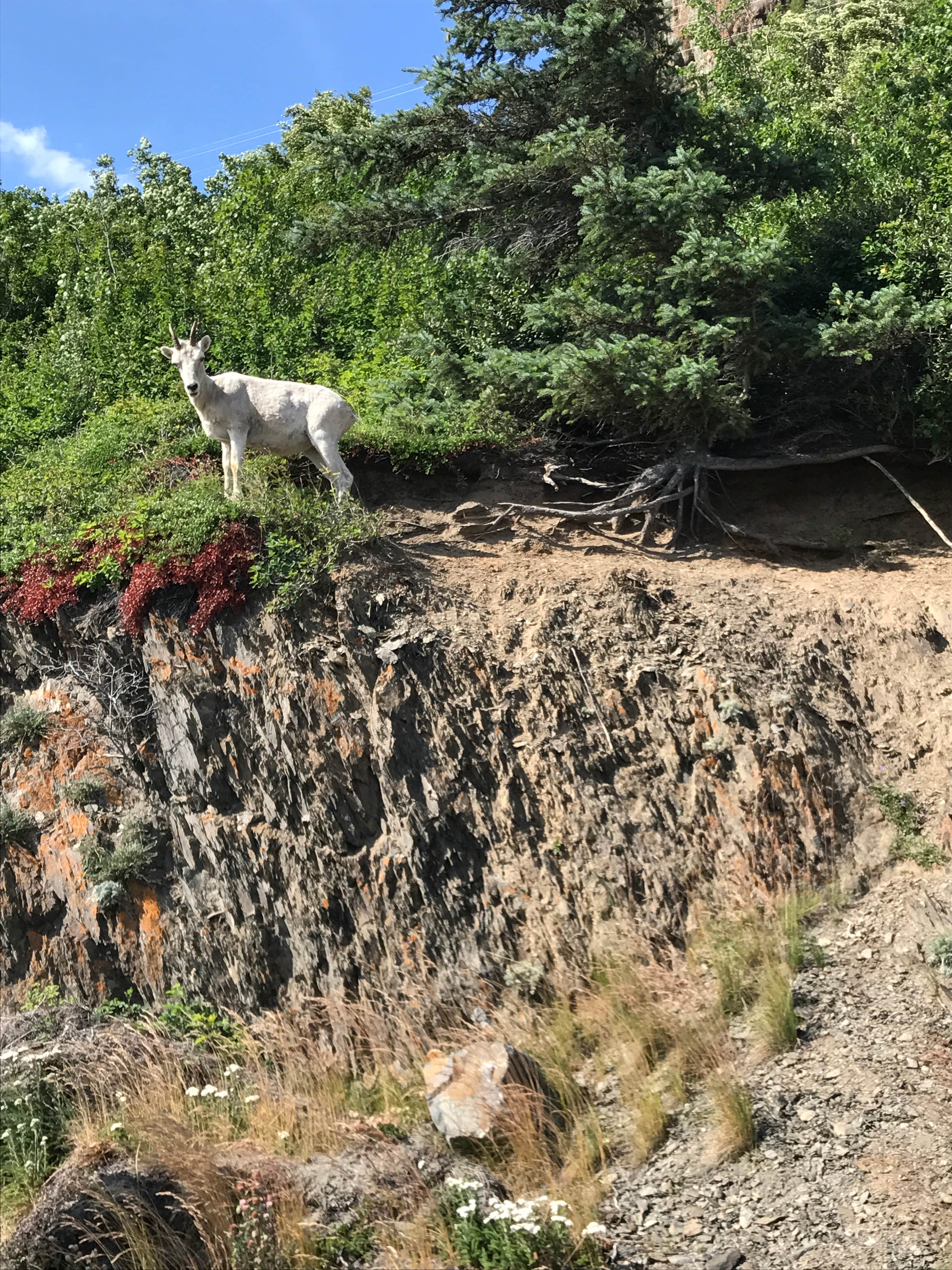 Camper-submitted photo at Chugach Backcountry Camping near Anchorage, AK