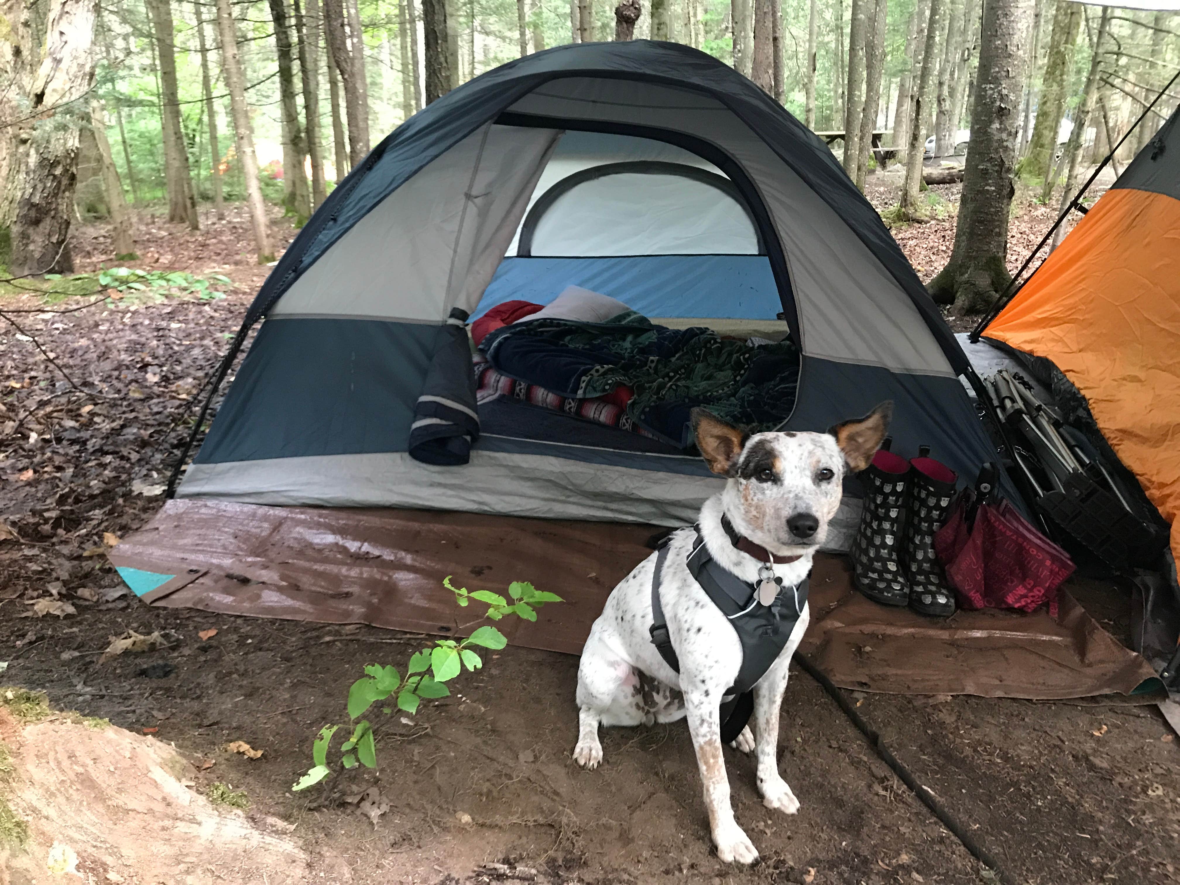 Tigan W.'s photo at Wilderness Campground at Heart Lake near Keene, NY