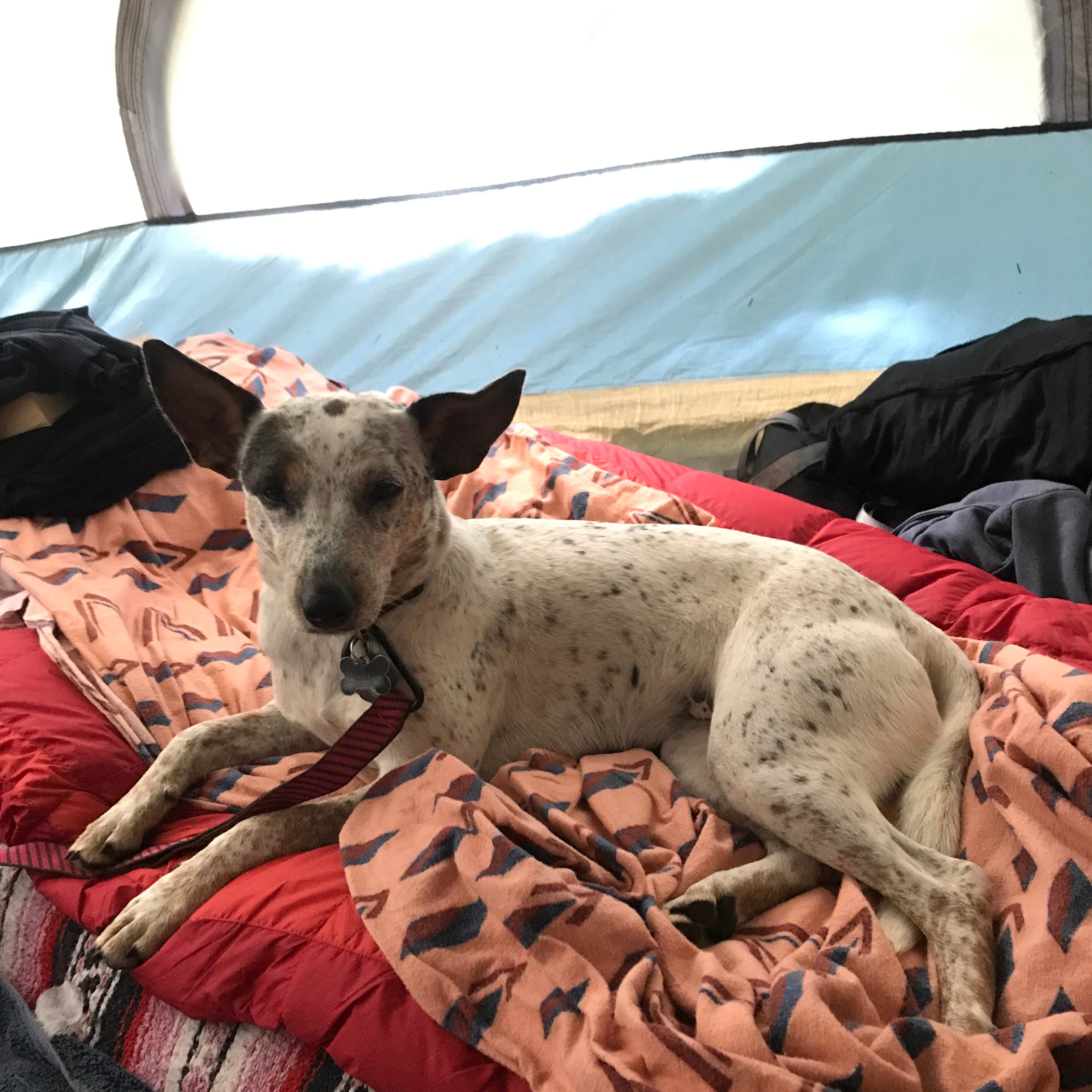 Tigan W.'s photo of camping with pets at Wilderness Campground at Heart Lake near Paul Smiths, NY