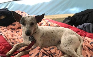 Tigan W.'s photo of camping with pets at Wilderness Campground at Heart Lake near Lake Placid, NY