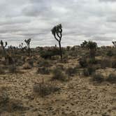 Review photo of Jumbo Rocks Campground — Joshua Tree National Park by Kelly M., July 31, 2018