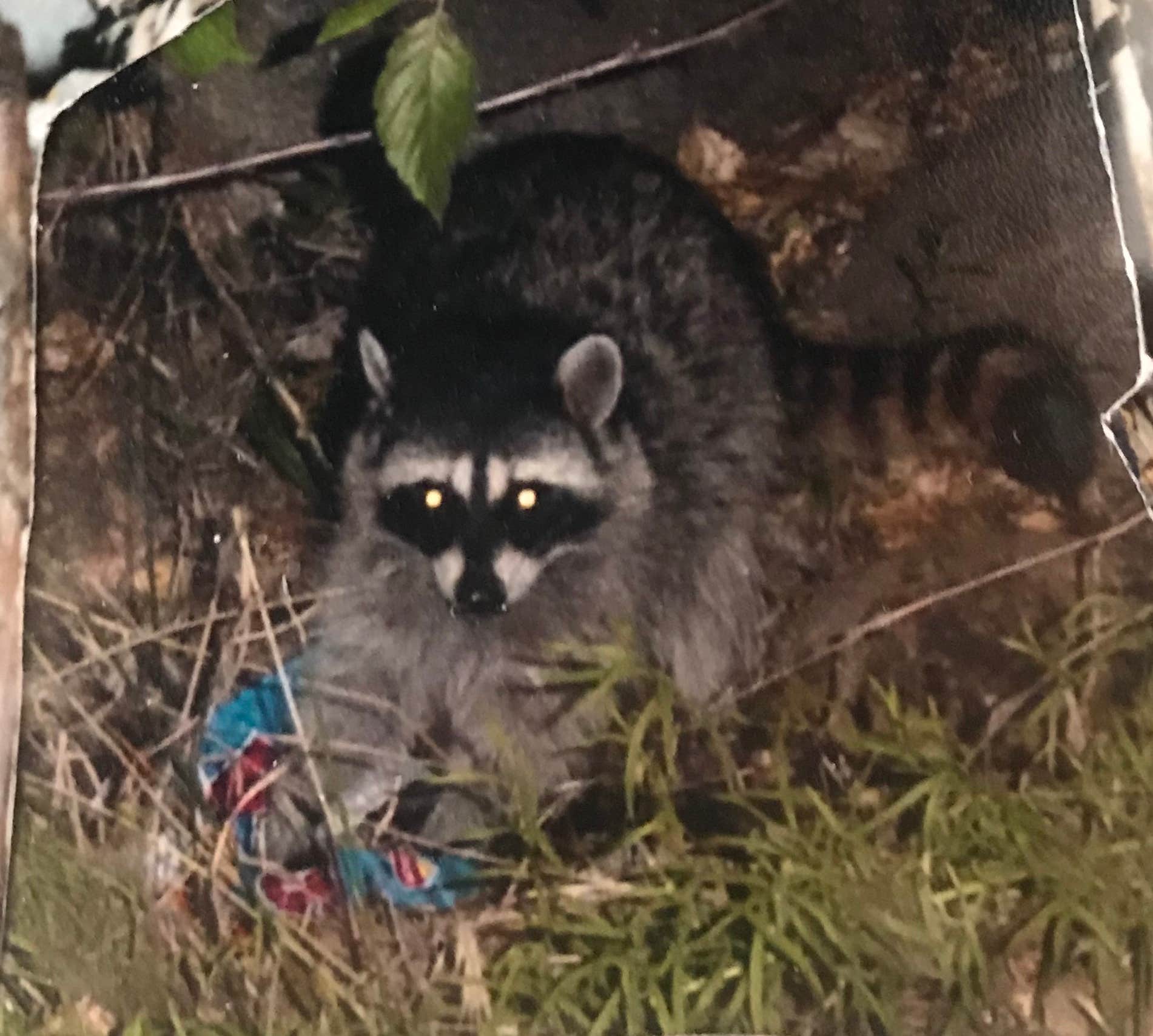 Camper-submitted photo at Rivernook Campground near Onyx, CA
