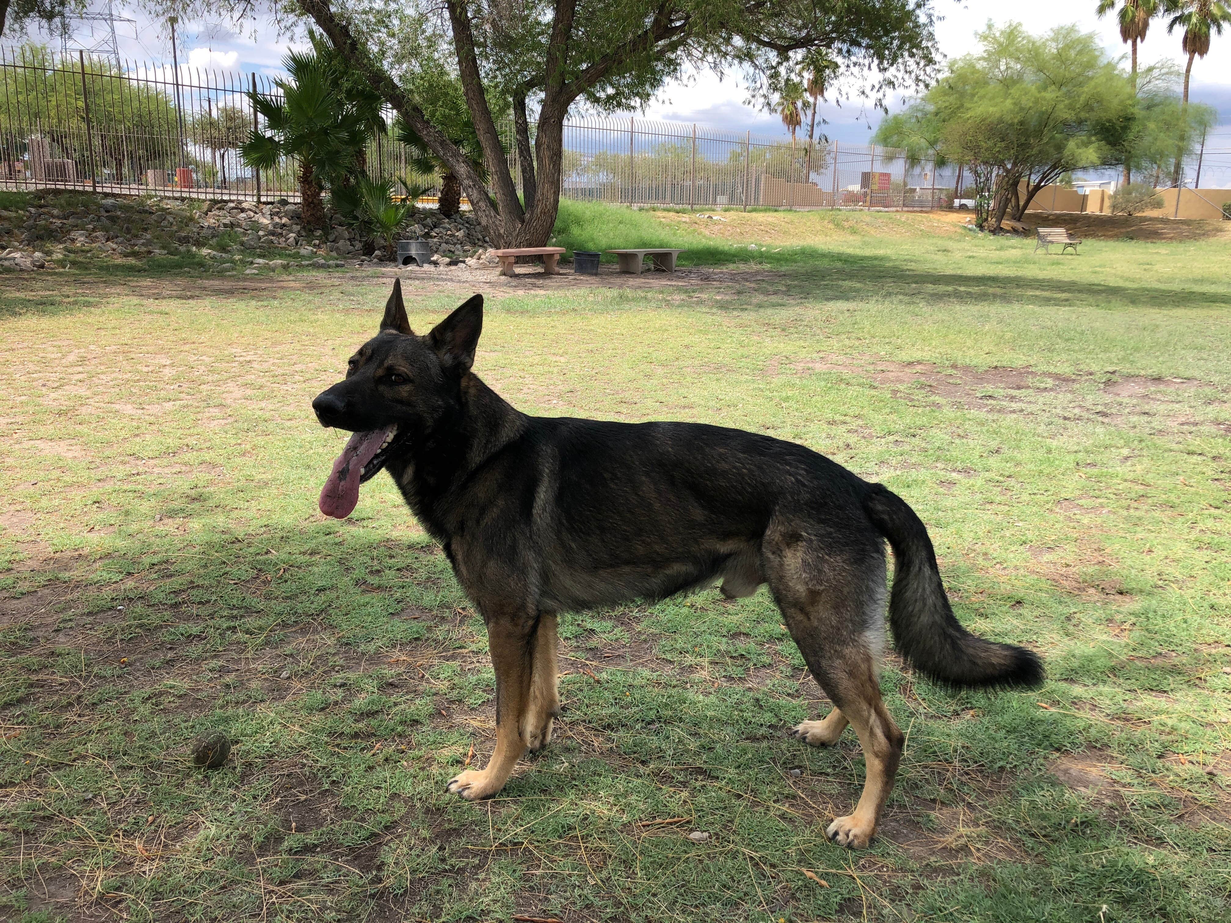 Stephanie S.'s photo of camping with pets at Tucson KOA Resort near Tucson, AZ