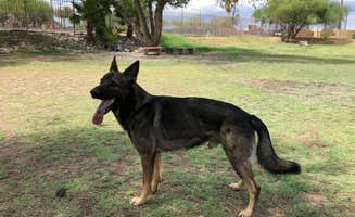 Stephanie S.'s photo of camping with pets at Tucson - Lazydays KOA near Catalina, AZ