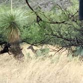 Review photo of Kartchner Caverns State Park Campground by Stephanie S., August 1, 2018