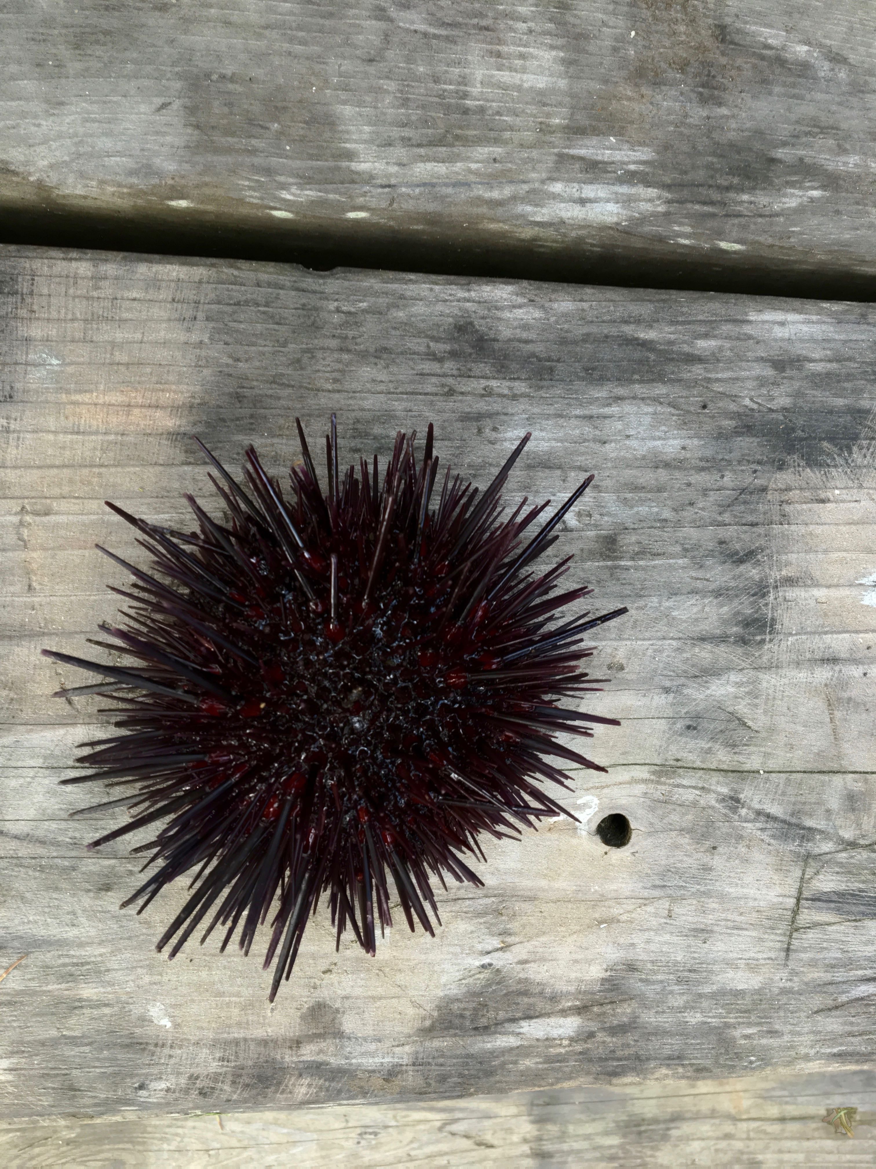 abalone fishing may be closed but there are tons of urchins (in fact they could use help culling them). Nice to process catch at the butchering station at the campground. 