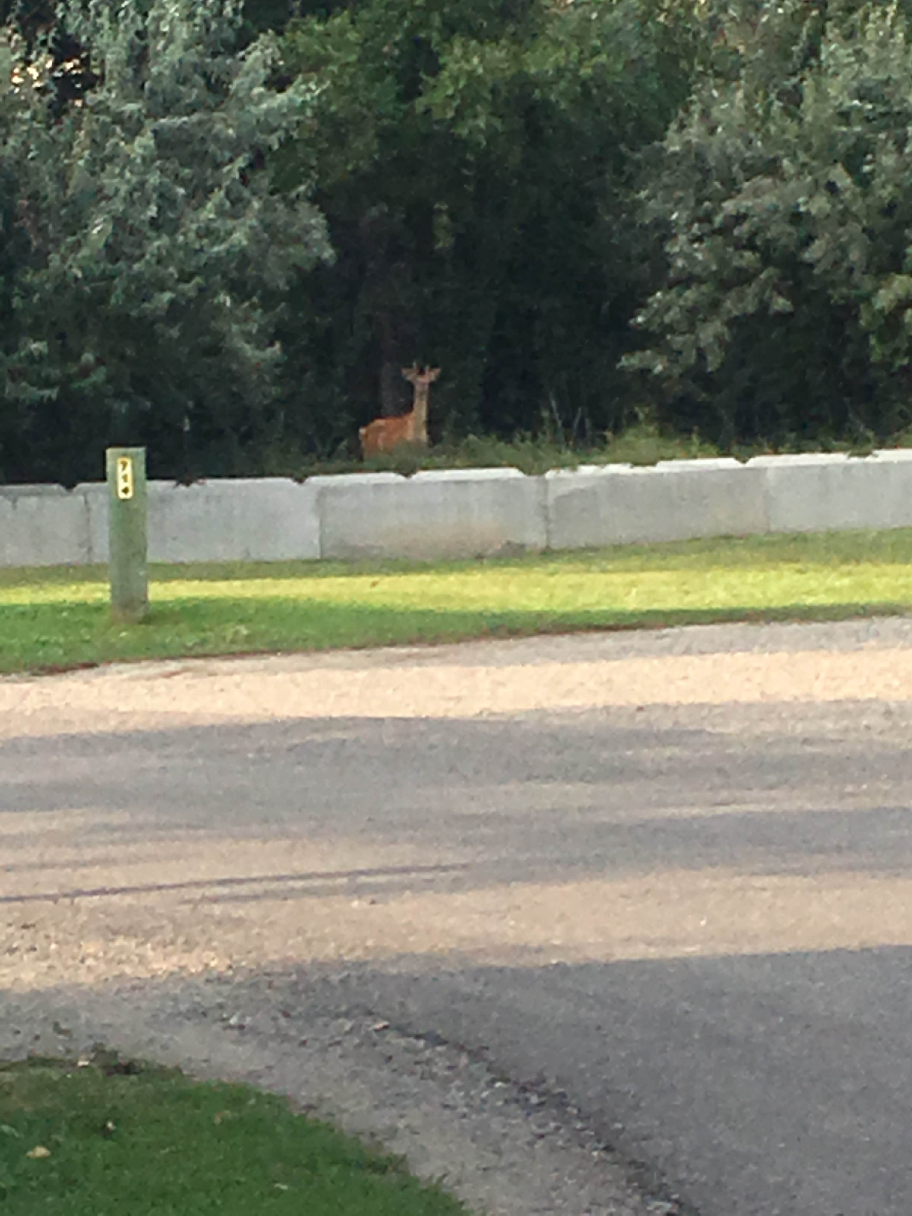 Camper submitted image from Billings KOA - 4