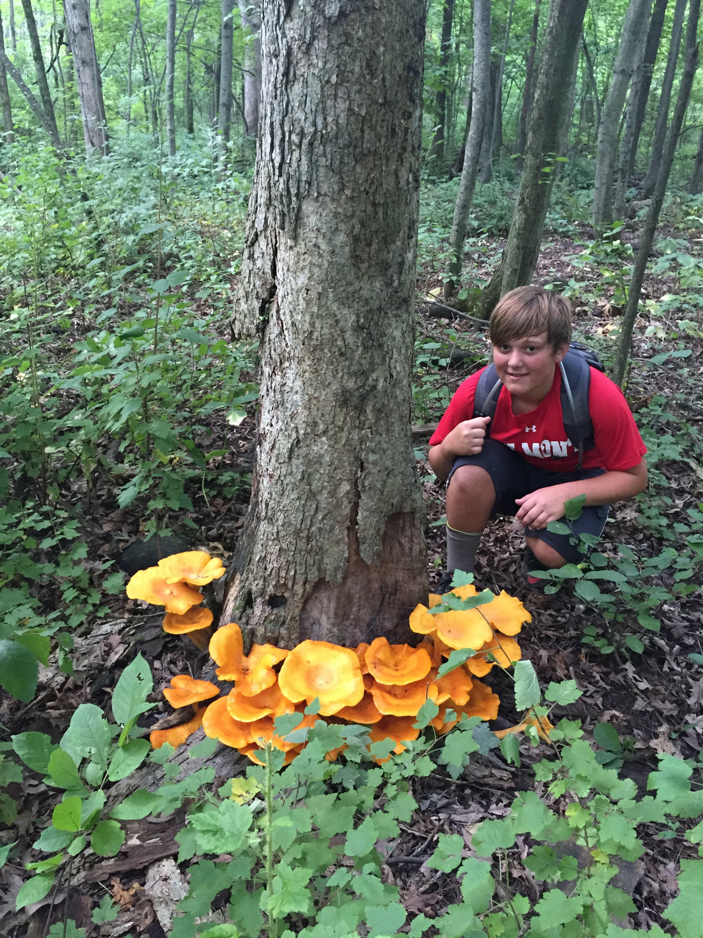Pile of Mushrooms