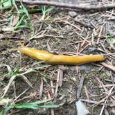 Review photo of Mill Creek Campground — Del Norte Coast Redwoods State Park by Heather B., August 1, 2018