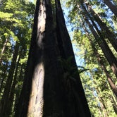 Review photo of Mill Creek Campground — Del Norte Coast Redwoods State Park by Heather B., August 1, 2018