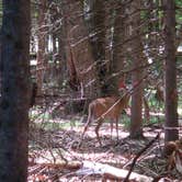 Review photo of Brunet Island State Park Campground by Jay W., August 1, 2018