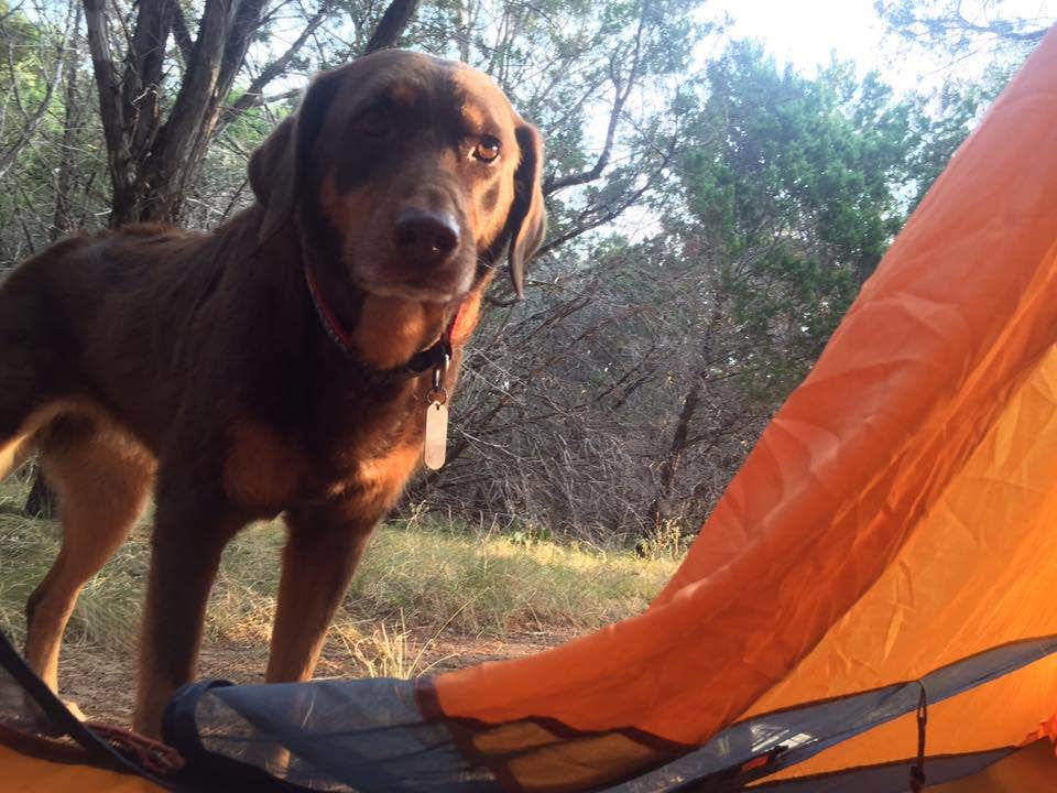 Camper submitted image from Pedernales Falls State Park Campground - 1