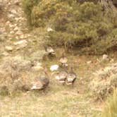 Review photo of Lower Lehman Campground — Great Basin National Park by Michael J., August 1, 2018