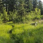 Review photo of Emerald Lake Campground by Steven K., August 1, 2018