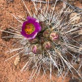 Review photo of Devils Garden Campground — Arches National Park by Shilah M., August 1, 2018