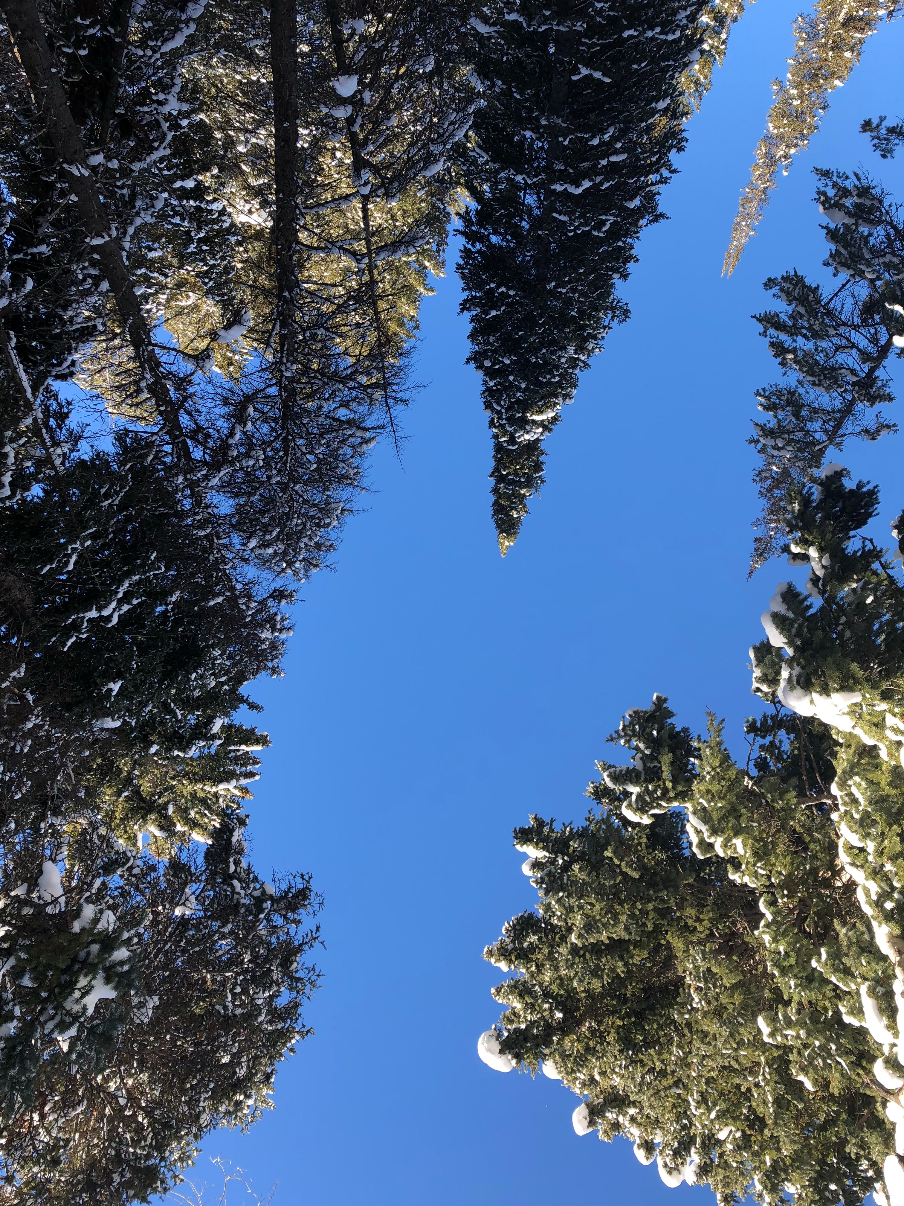Camper submitted image from Spruces - Big Cottonwood - 2
