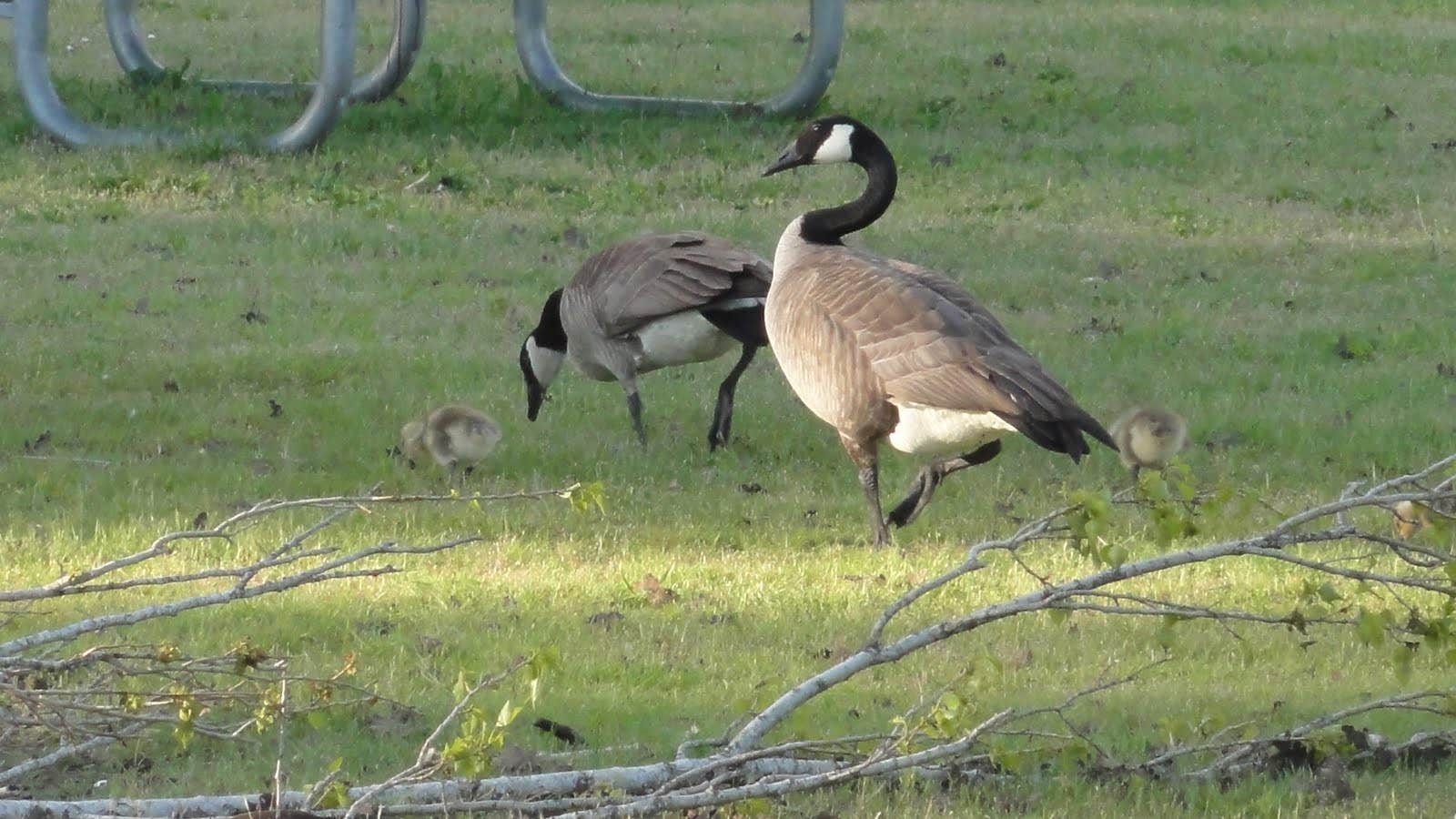 Skamania County Fairgrounds The Dyrt