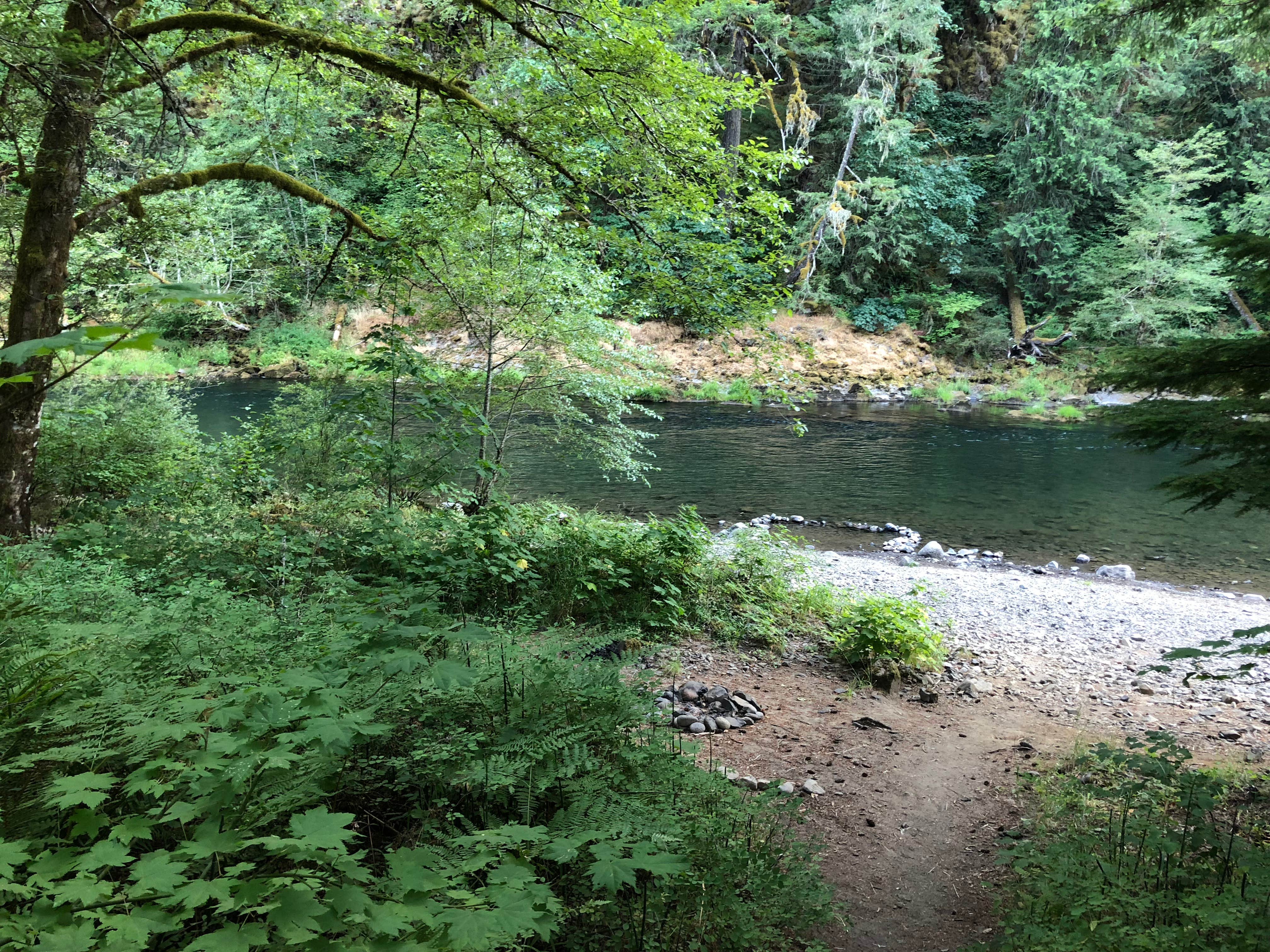 Camper submitted image from Mount Hood National Forest Sunstrip Campground - TEMPORARILY CLOSE DUE TO FIRE DAMAGE - 5