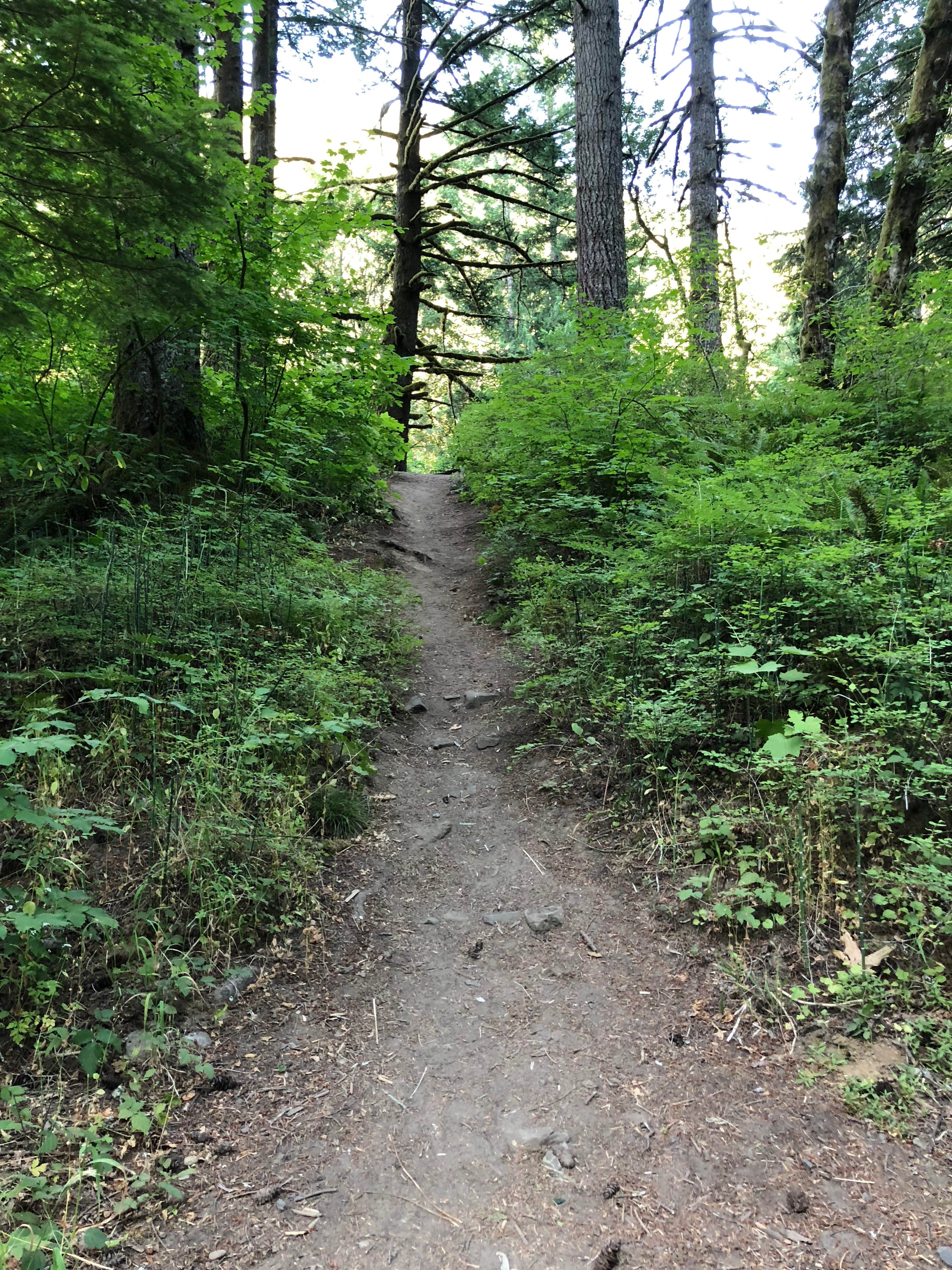 Camper submitted image from Mount Hood National Forest Sunstrip Campground - TEMPORARILY CLOSE DUE TO FIRE DAMAGE - 3