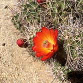 Review photo of Sheep Pass Group Campground — Joshua Tree National Park by Kelly M., August 1, 2018