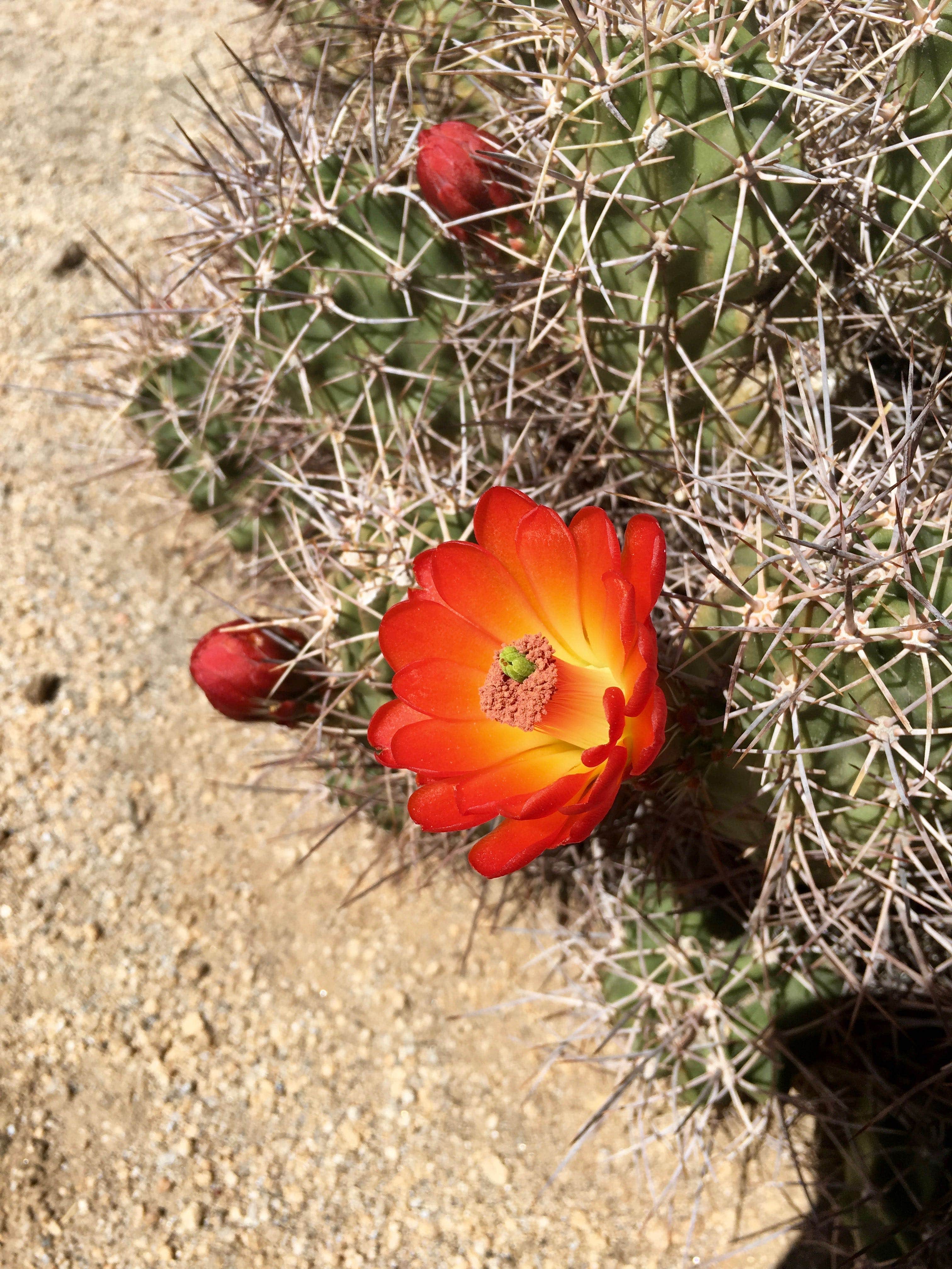 Camper submitted image from Sheep Pass Group Campground — Joshua Tree National Park - 2