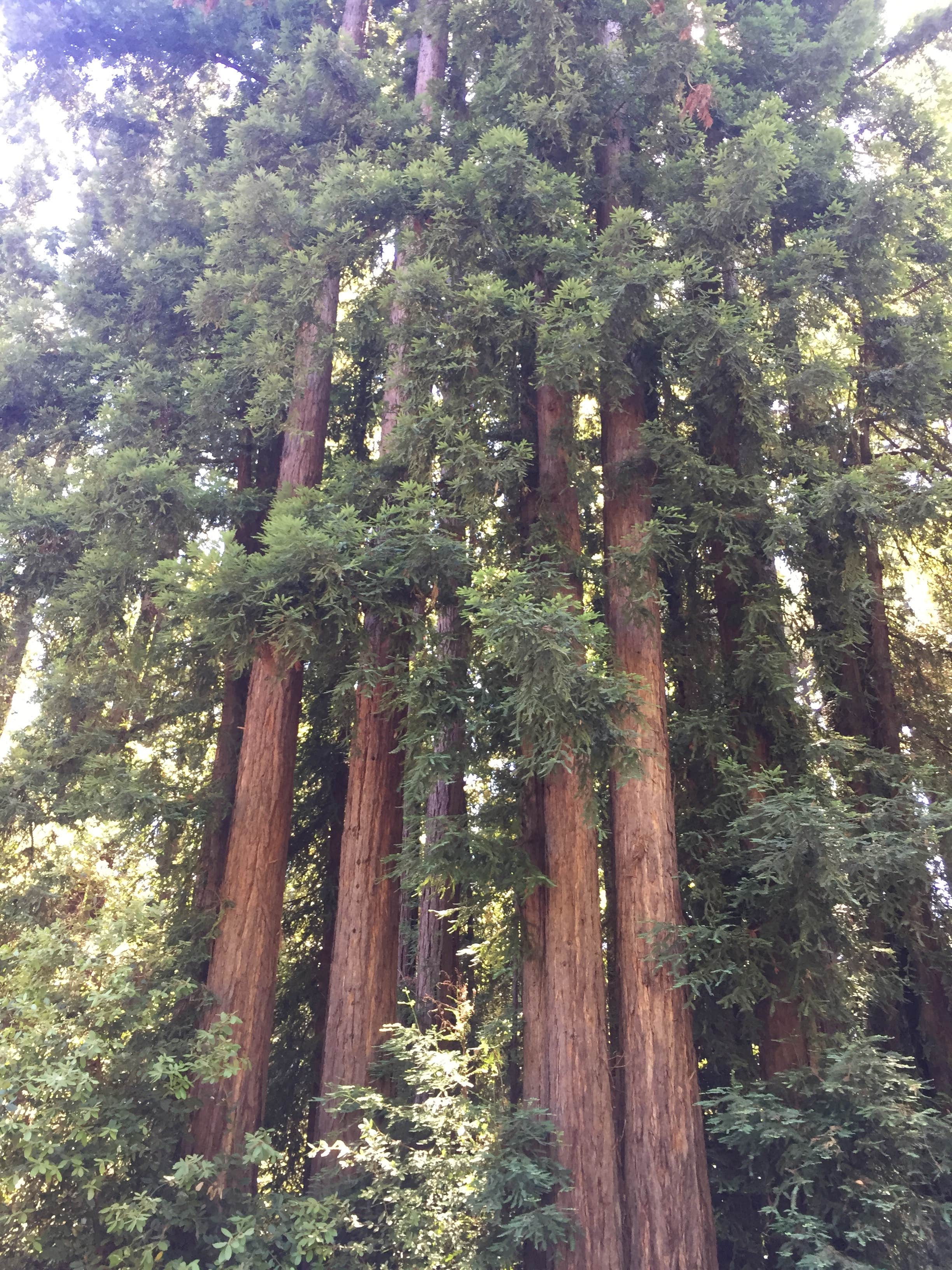 Camper-submitted photo at Mount Madonna County Park near Paicines, CA