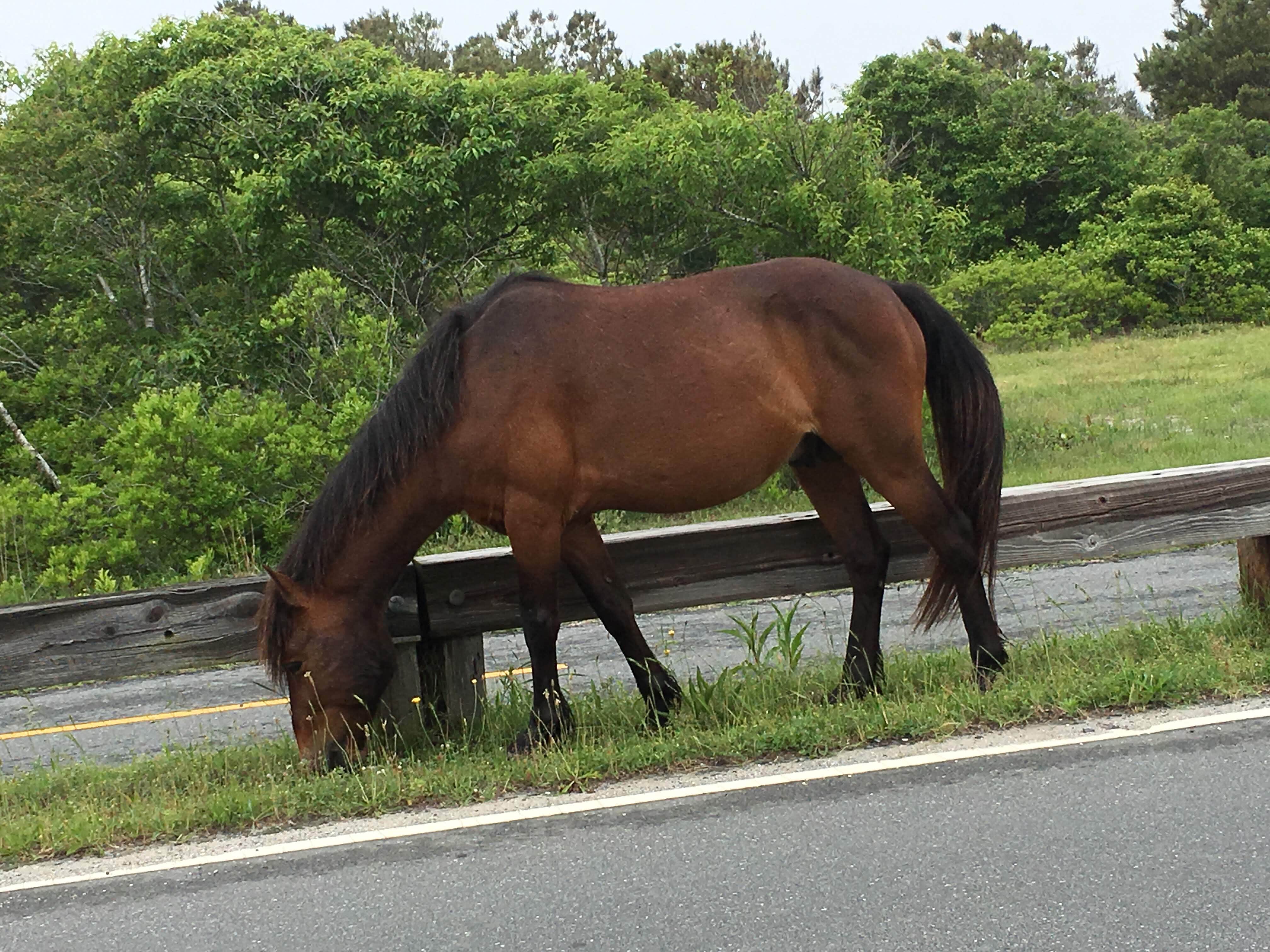 November K.'s photo of camping with a horse at Assateague Island National Seashore Oceanside Campground near Dagsboro, DE