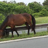 Review photo of Oceanside Assateague Campground — Assateague Island National Seashore by November K., August 1, 2018