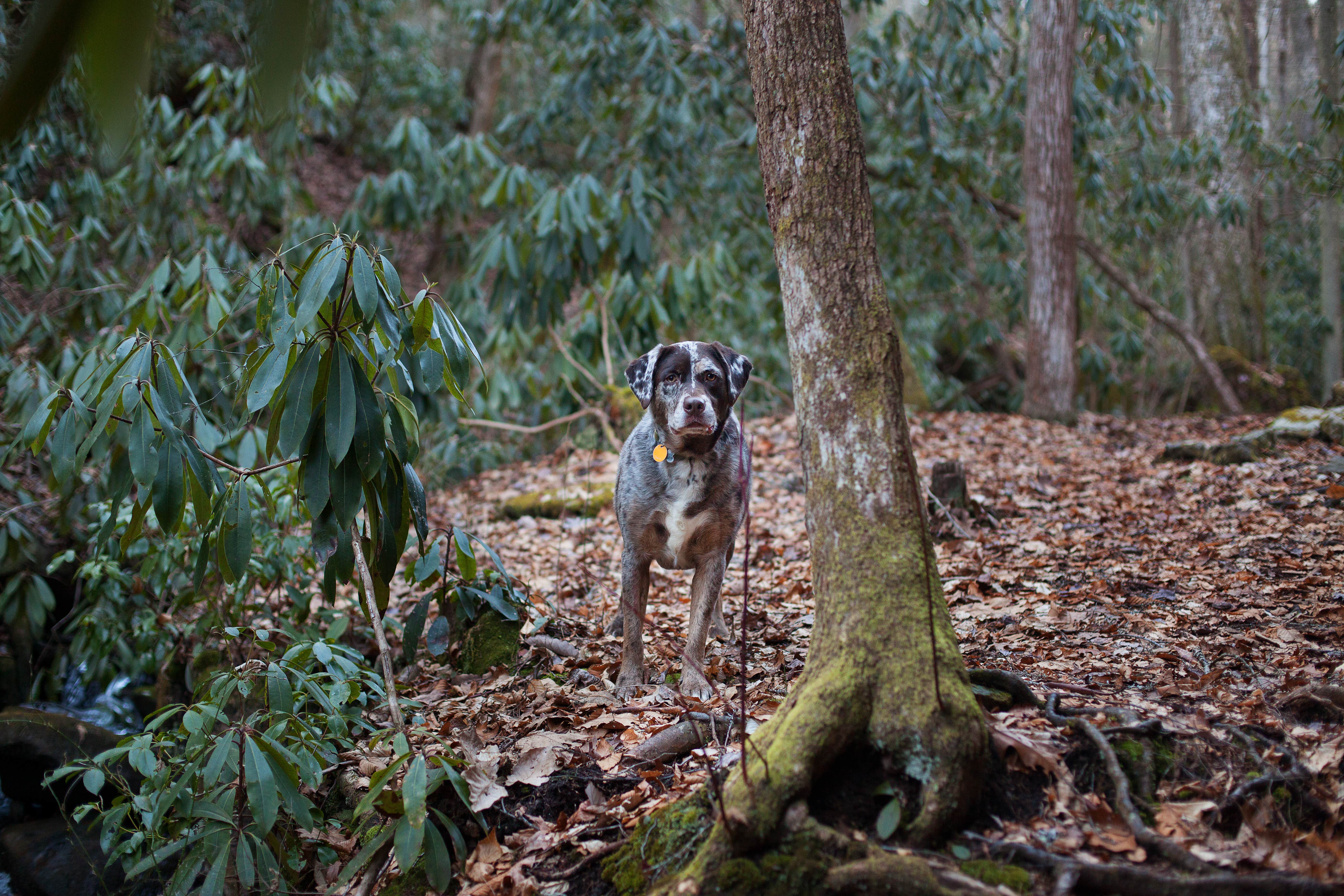 Lauren M.'s photo of camping with pets at Pine Mountain State Resort Park in Kentucky