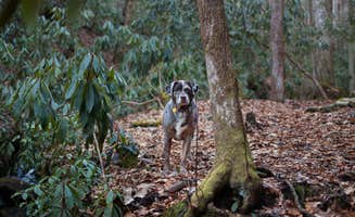 Lauren M.'s photo of camping with pets at Pine Mountain State Resort Park in Kentucky