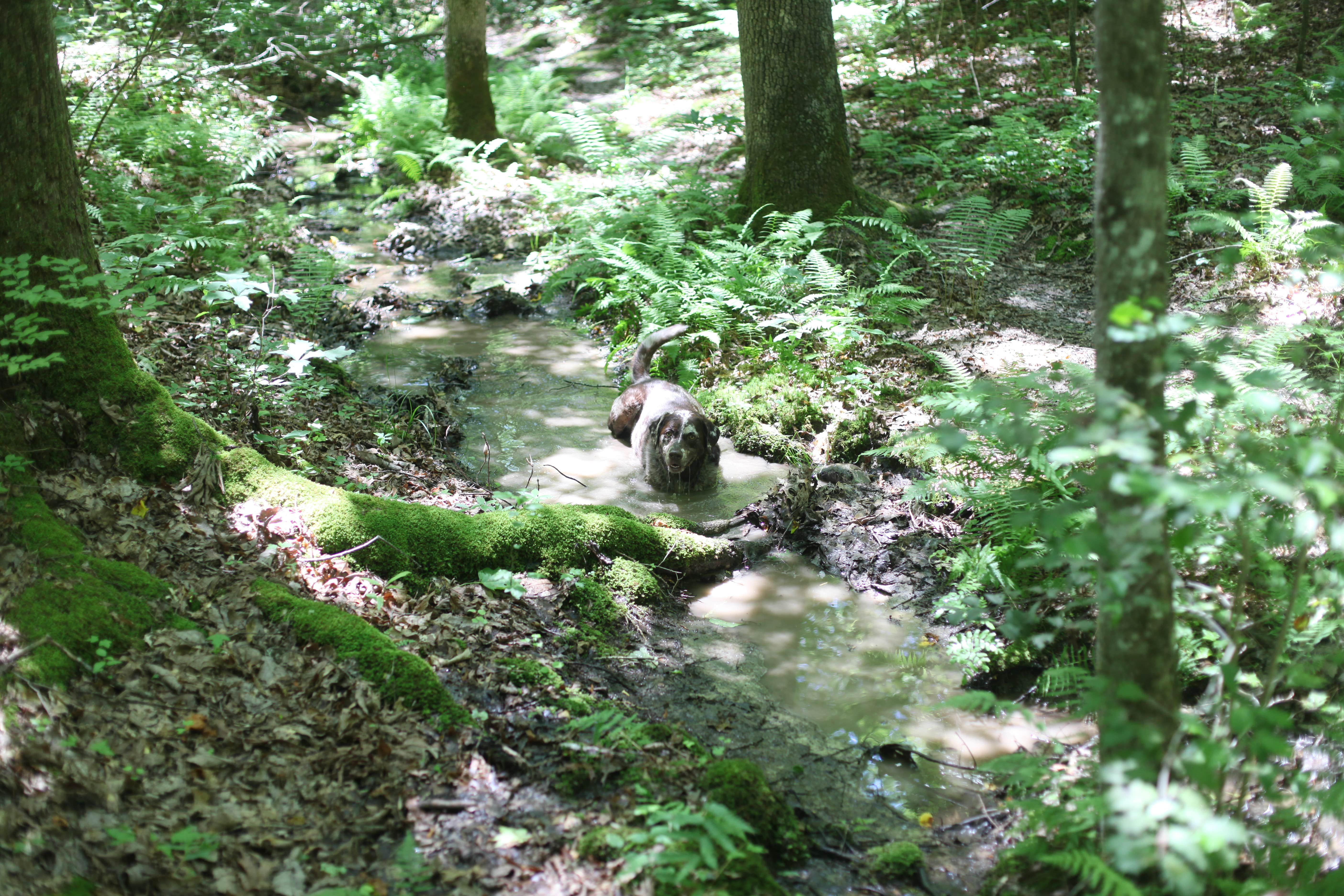 Lauren M.'s photo of camping with pets at Pine Mountain State Resort Park near Ewing, VA