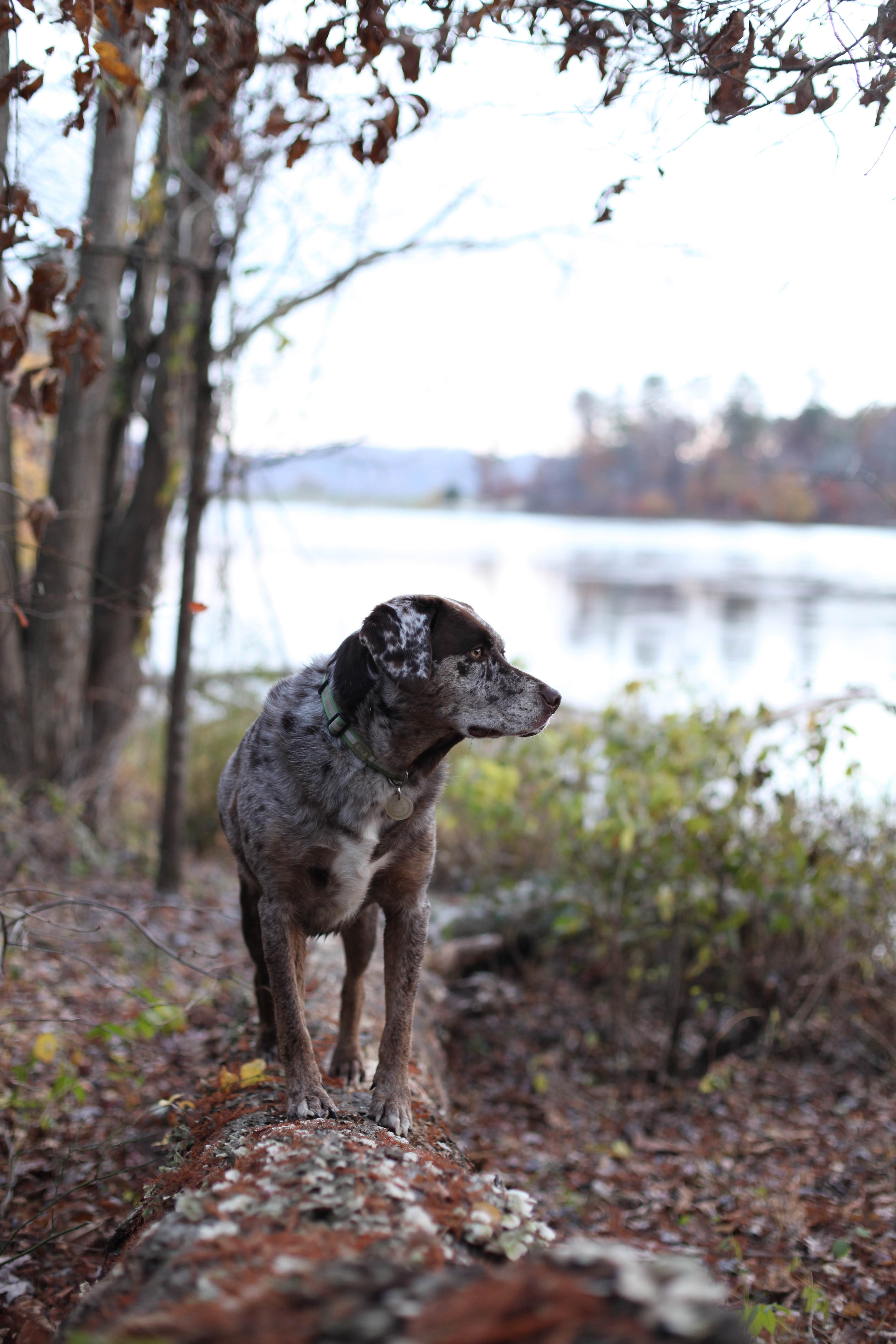 Lauren M.'s photo of camping with pets at Deam Lake State Recreation Area Campground near Wellington, KY