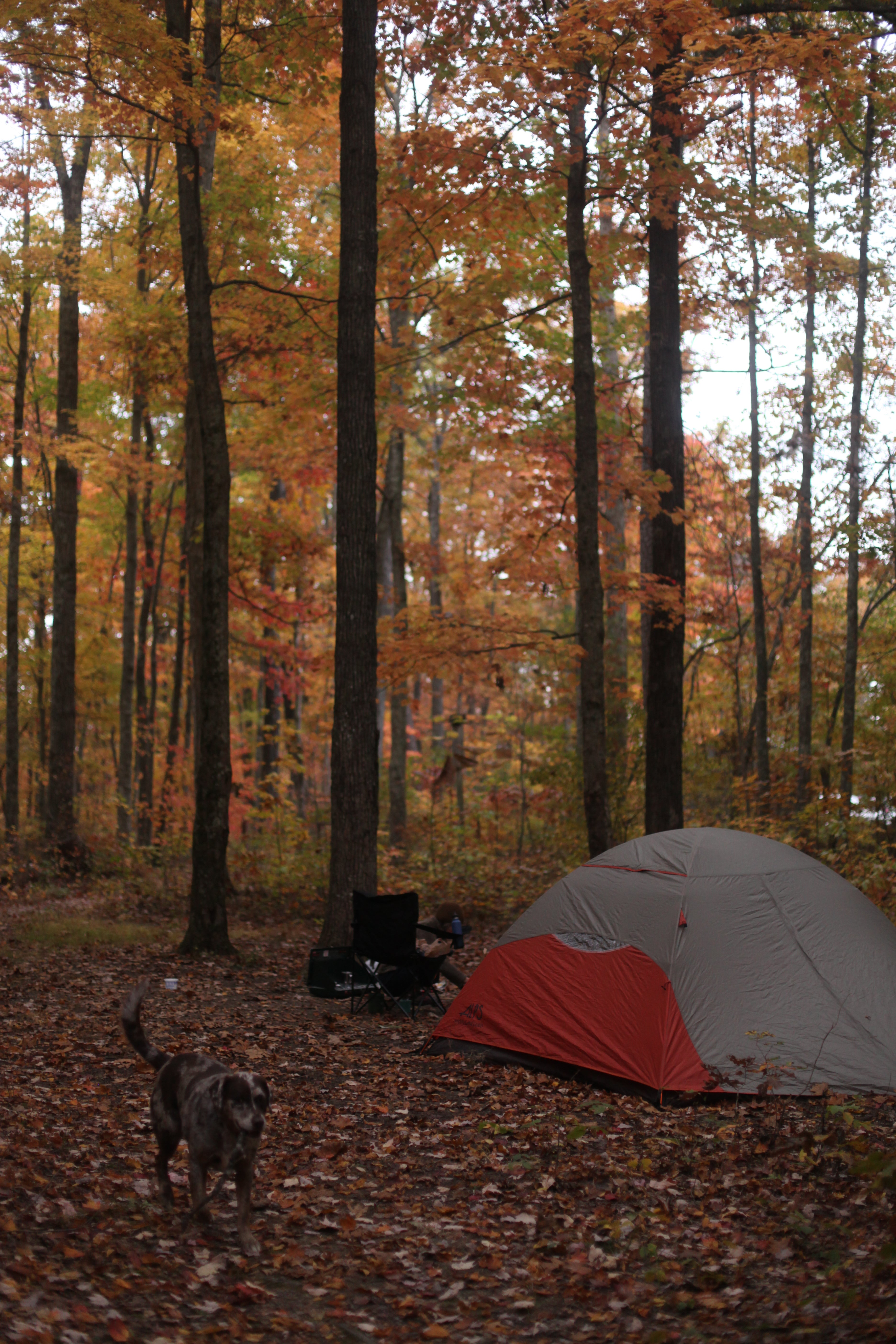 Camper submitted image from Red River Gorge Campground - 4