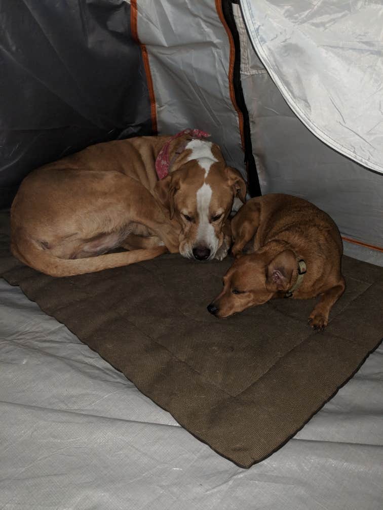 Tyger B.'s photo of camping with pets at Pineknot near Big Bear Lake, CA
