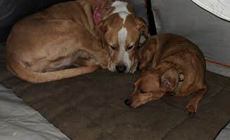 Tyger B.'s photo of camping with pets at Pineknot near Blue Jay, CA