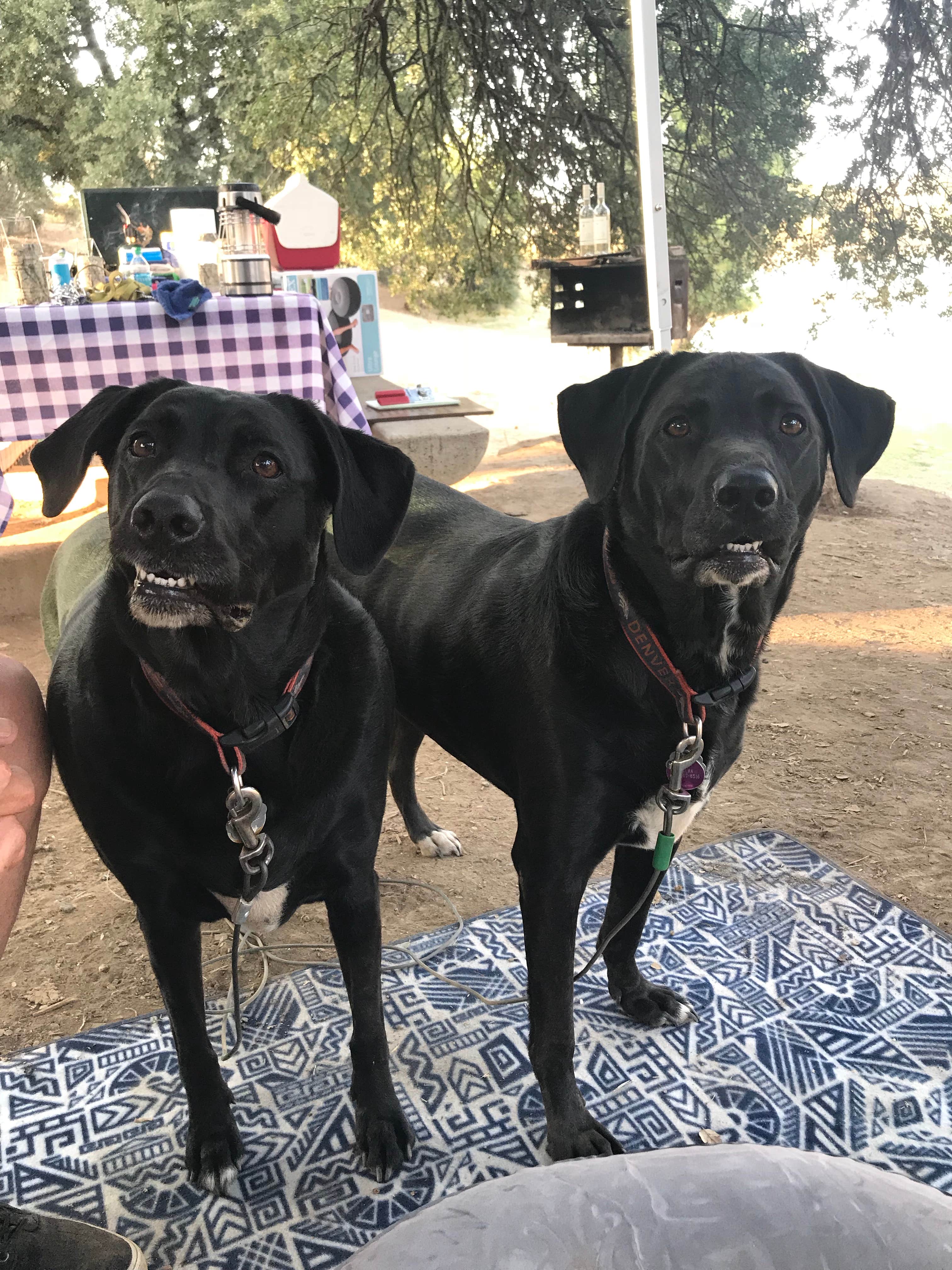 Debbie R.'s photo of camping with pets at Lake Amador Resort near New Hogan Lake