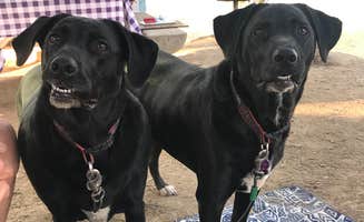 Debbie R.'s photo of camping with pets at Lake Amador Resort near Stockton, CA
