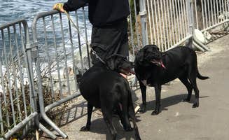 Debbie R.'s photo of camping with pets at Half Moon Bay State Beach Campground near Belmont, CA