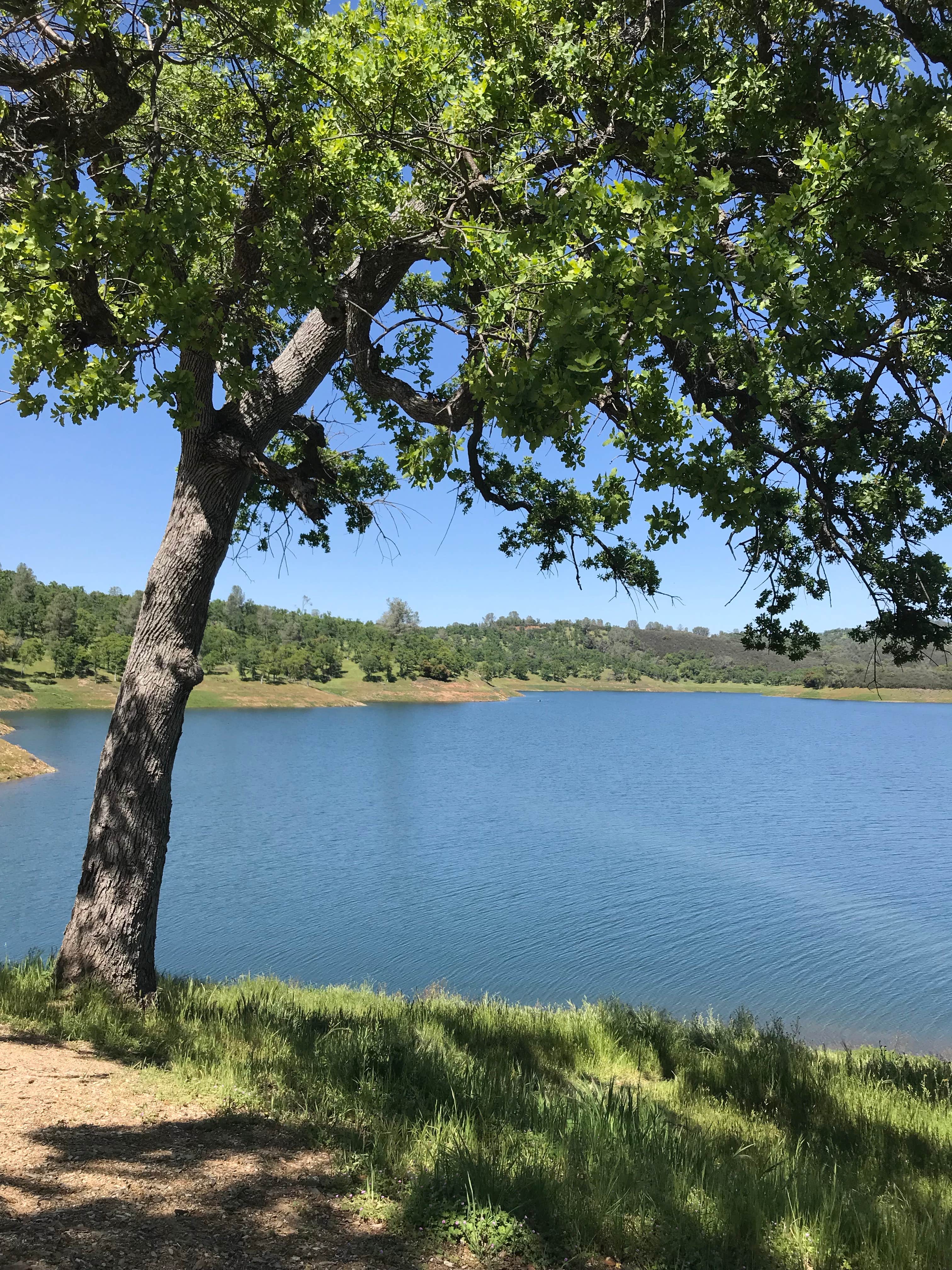 Camper submitted image from Manzanita Campground - Tuttletown Rec Area - New Melones Lake - 2