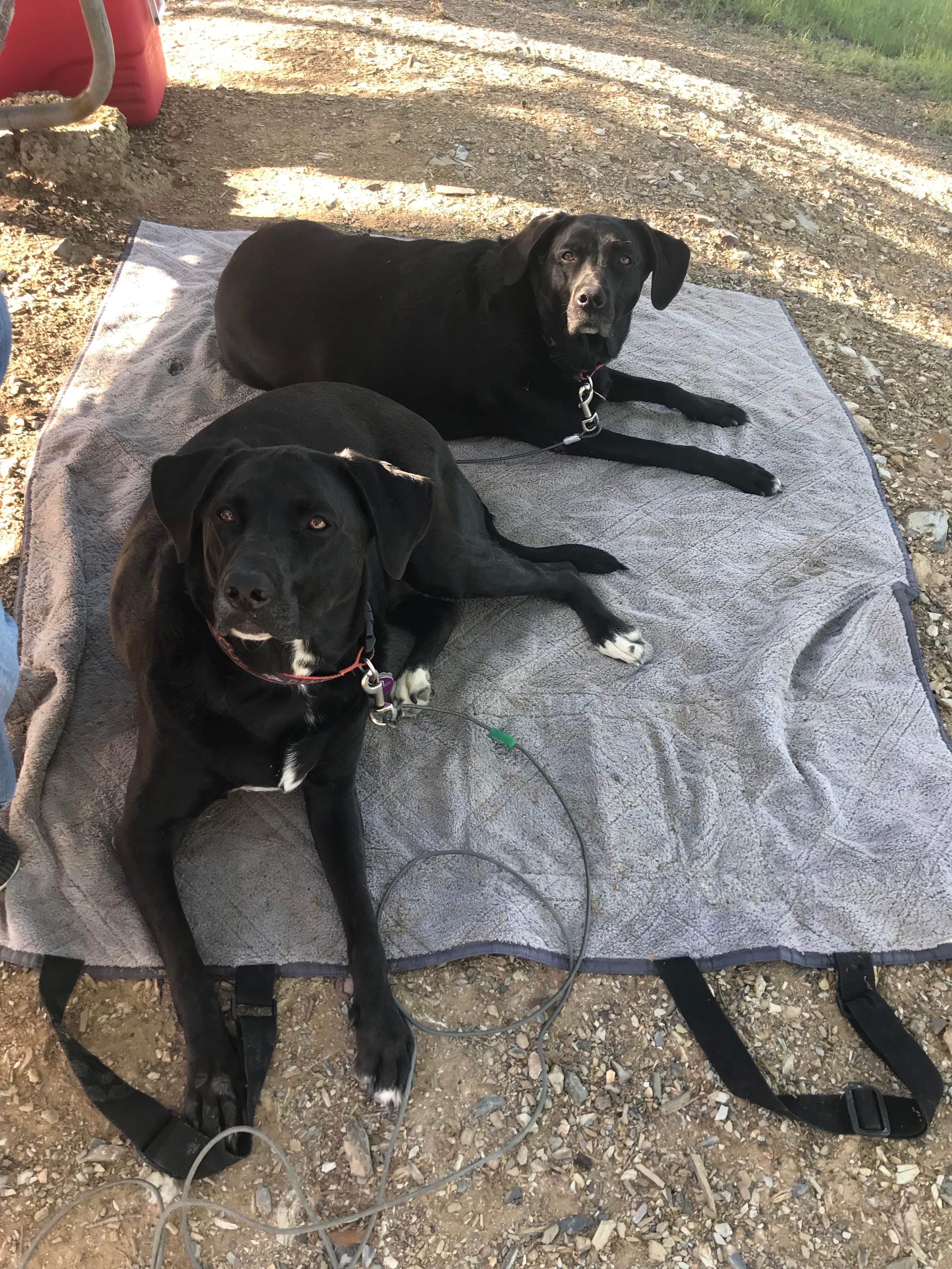 Debbie R.'s photo of camping with pets at Tuttletown Recreation Area near Fall River Lake