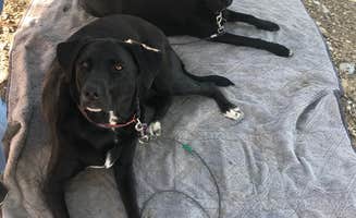 Debbie R.'s photo of camping with pets at Tuttletown Recreation Area near Jamestown, CA